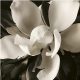 TR4271--The Unfolding III by Christine Elizabeth