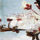 TR19677--Blossom Morning III by A. F. Duealberi