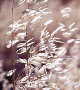 TR21797--Oats 3 by Ken Bremer