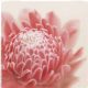 TR5111--Pastel Study 4 by Claude Peschel Dutombe